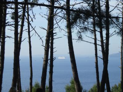 As &aacute;rbores chaman &aacute; chuvia.