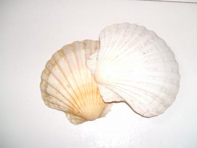 O D&iacute;a da M&uacute;sica.